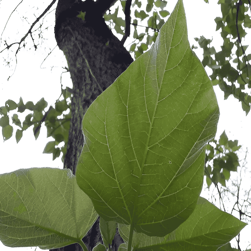 paulownia empress tree