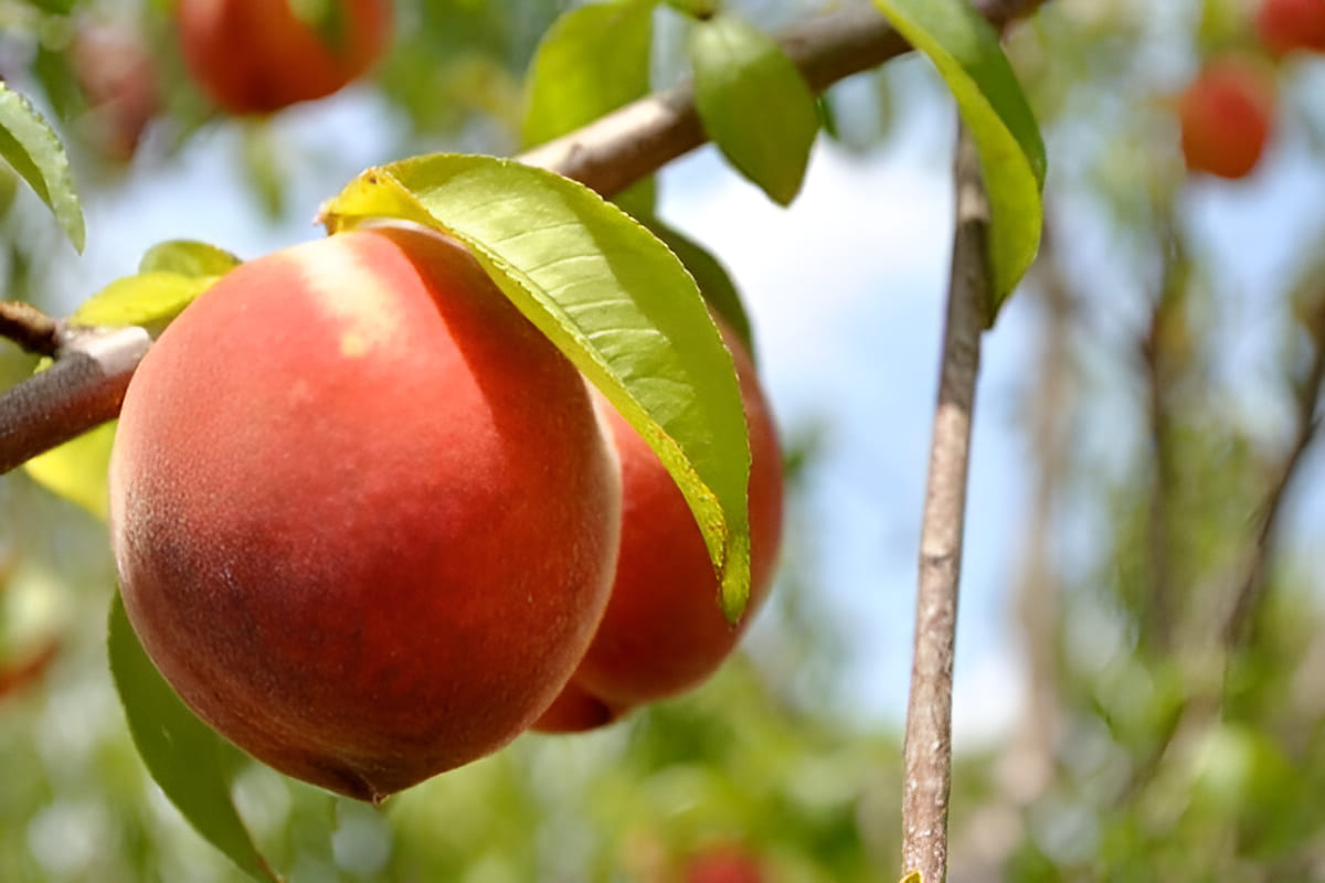 peach trees planted in rows with ripe fruit