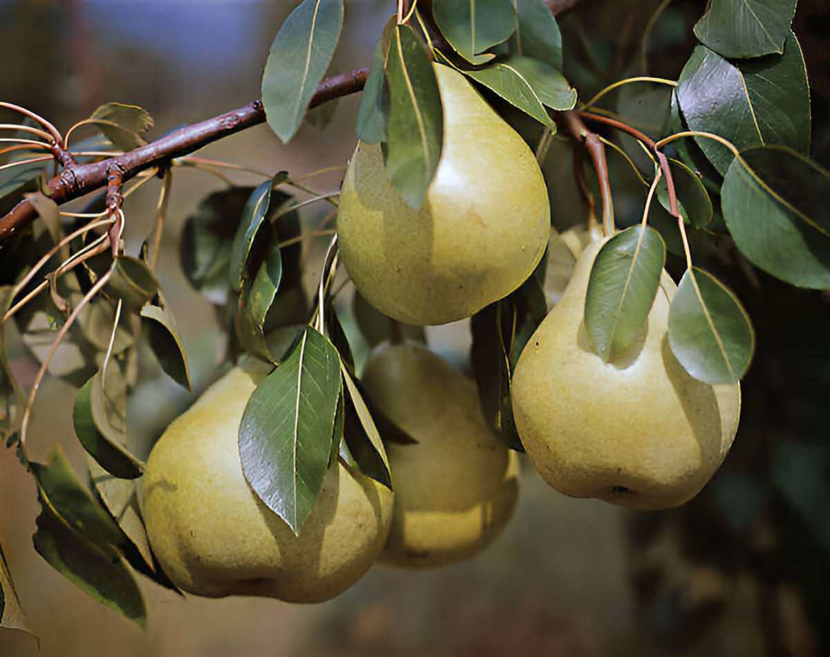 pear orchard planted in high-density rows