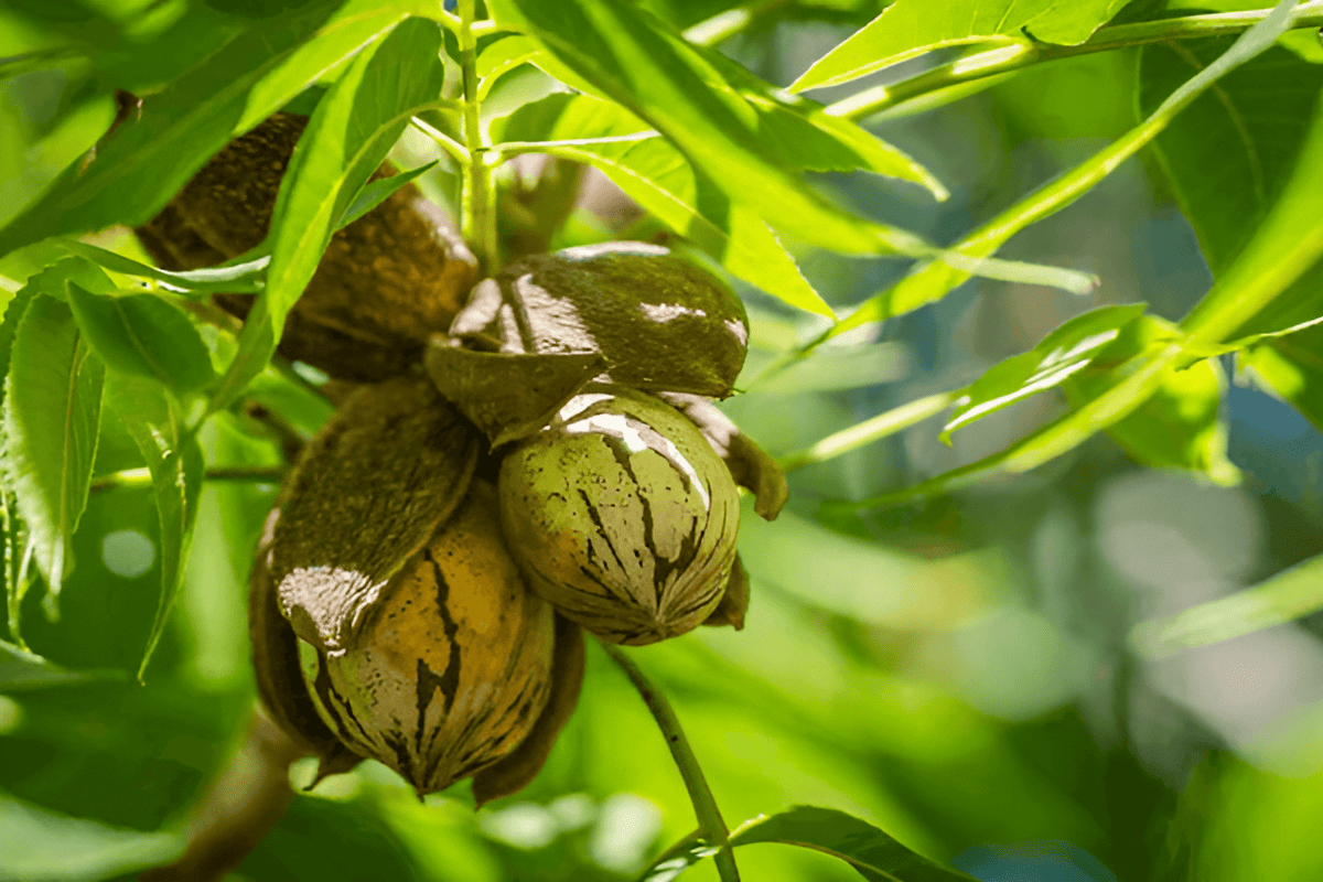 pecan nut grove