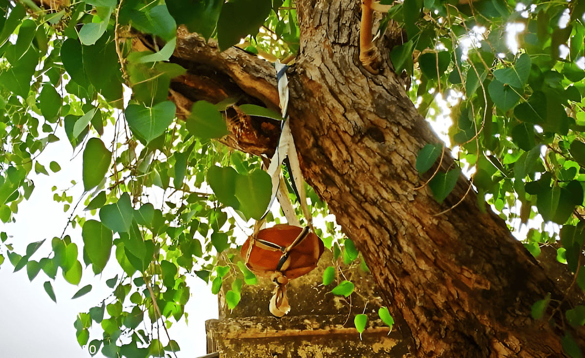 Sacred peepal tree near an Indian temple
