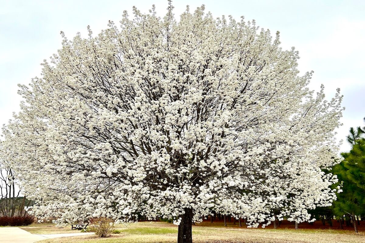 Callery pear invasive tree in Pennsylvania (Pyrus calleryana)
