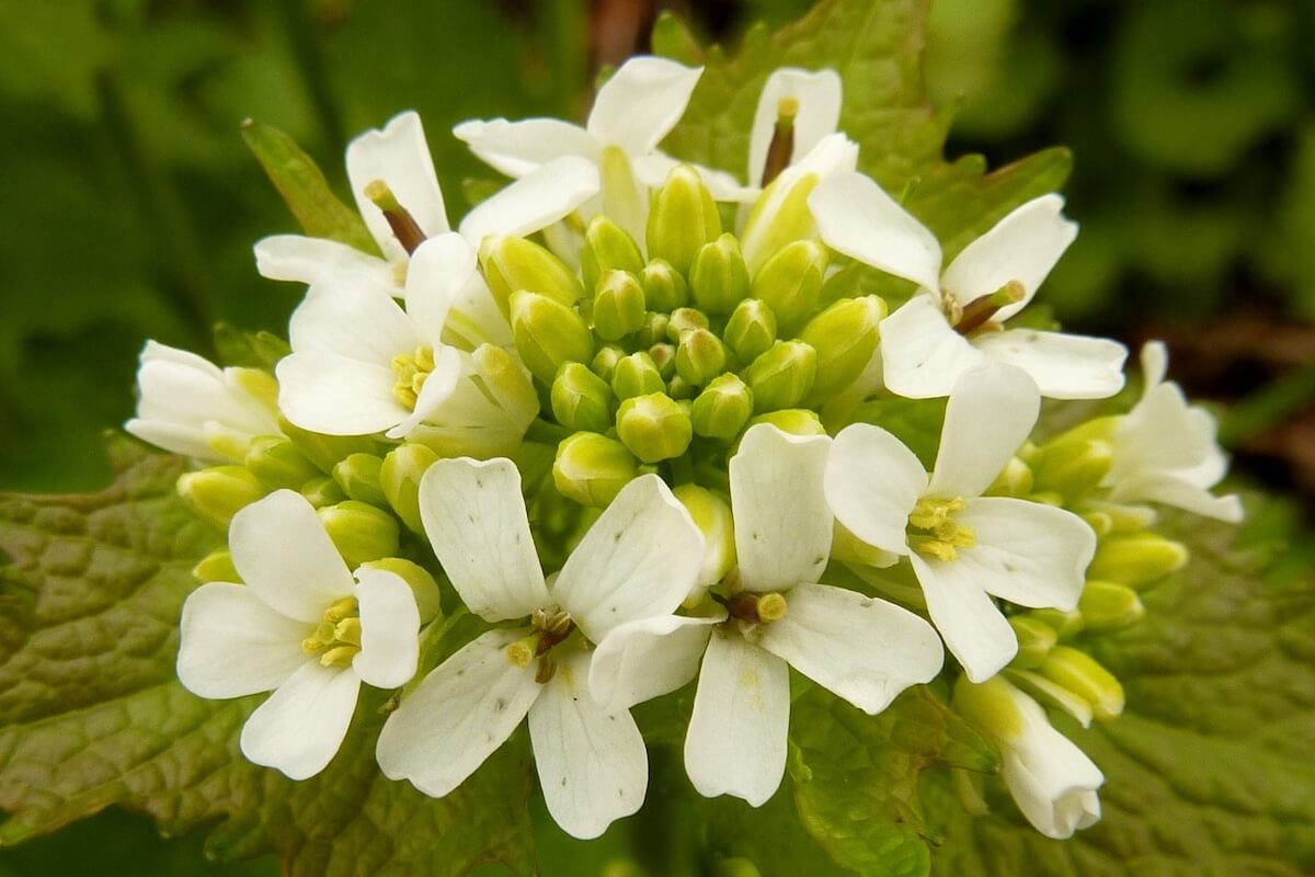 Garlic mustard invasive plant in Pennsylvania