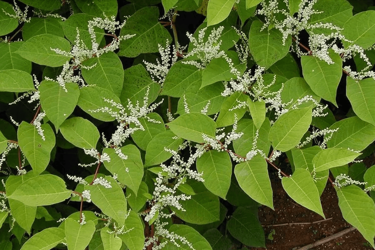 Japanese knotweed invasive plant in Pennsylvania