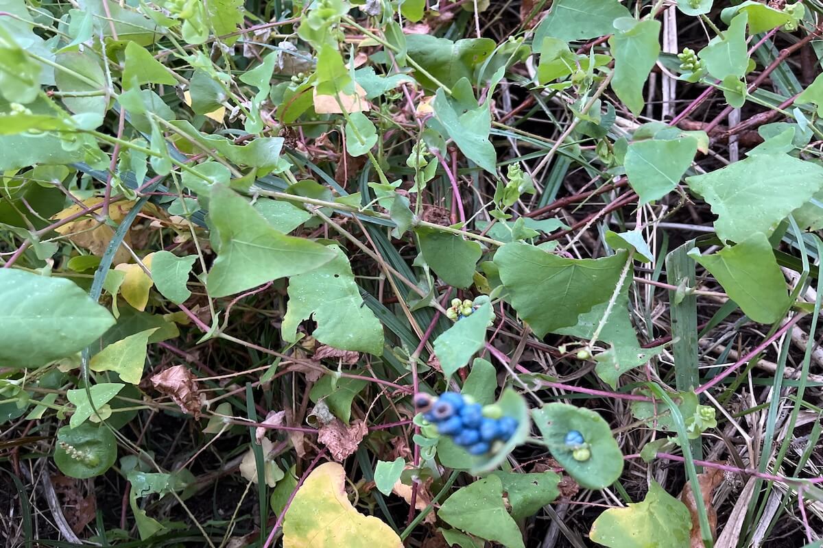 Mile-a-minute vine invasive plant in Pennsylvania