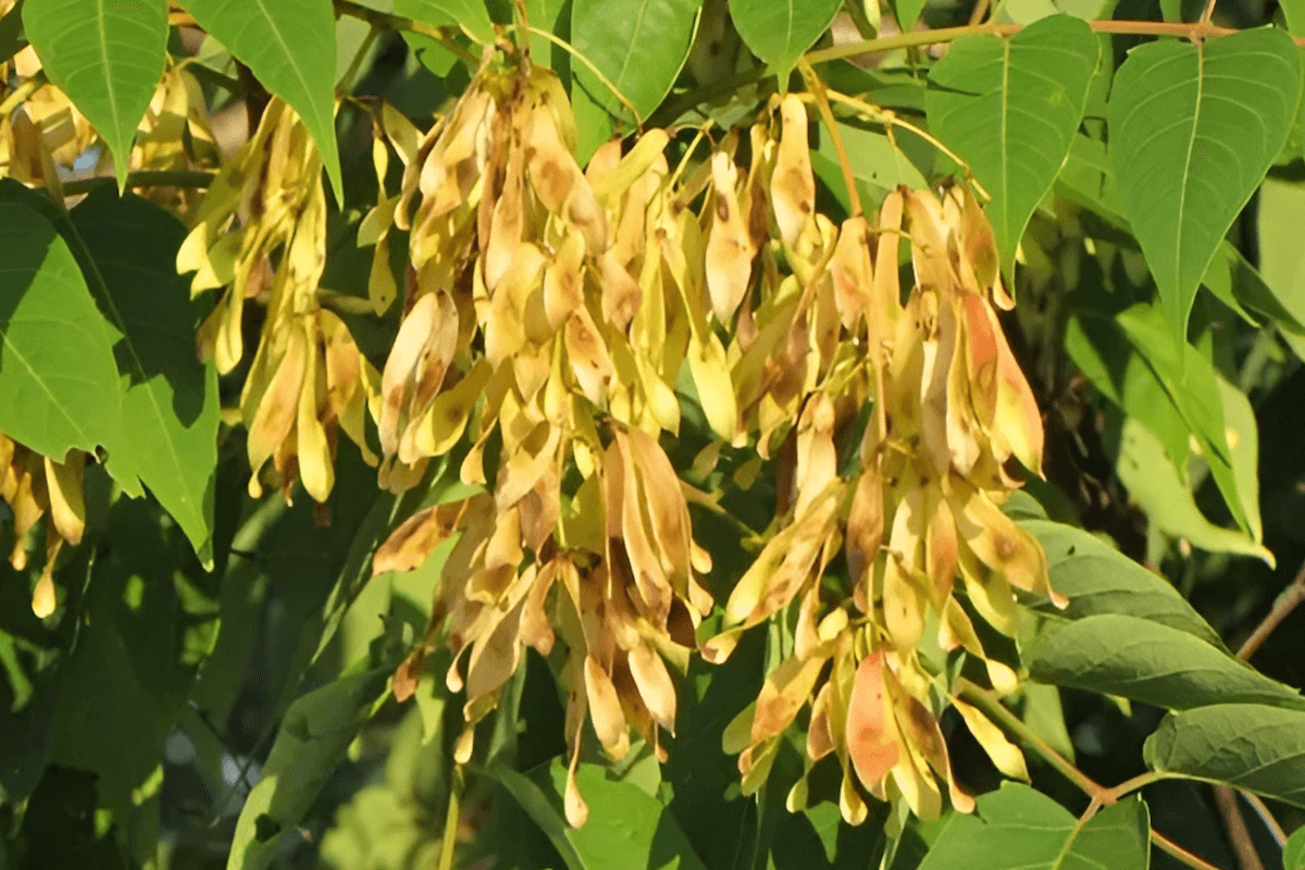 Tree-of-heaven invasive tree in Pennsylvania (Ailanthus altissima)