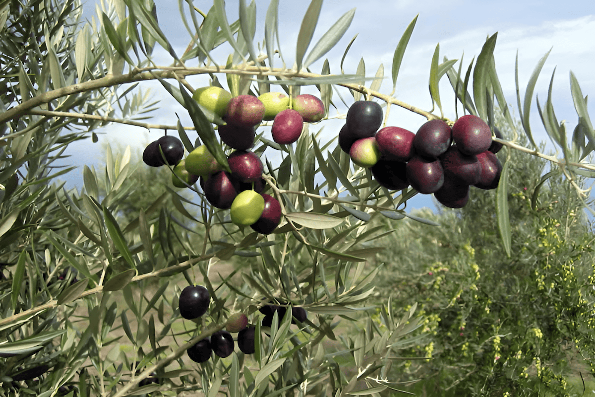 picual olive tree with olives for robust olive oil