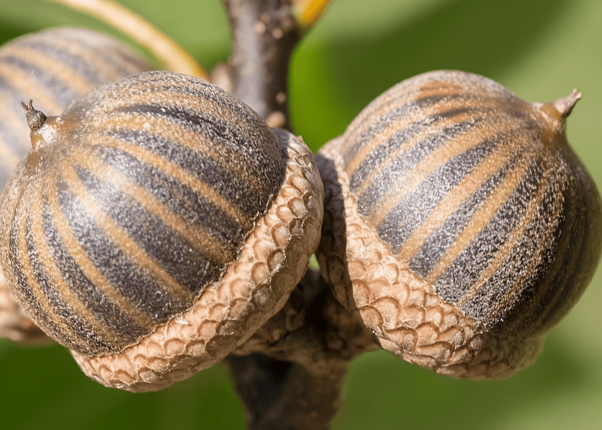 the ever expanding pin oak tree