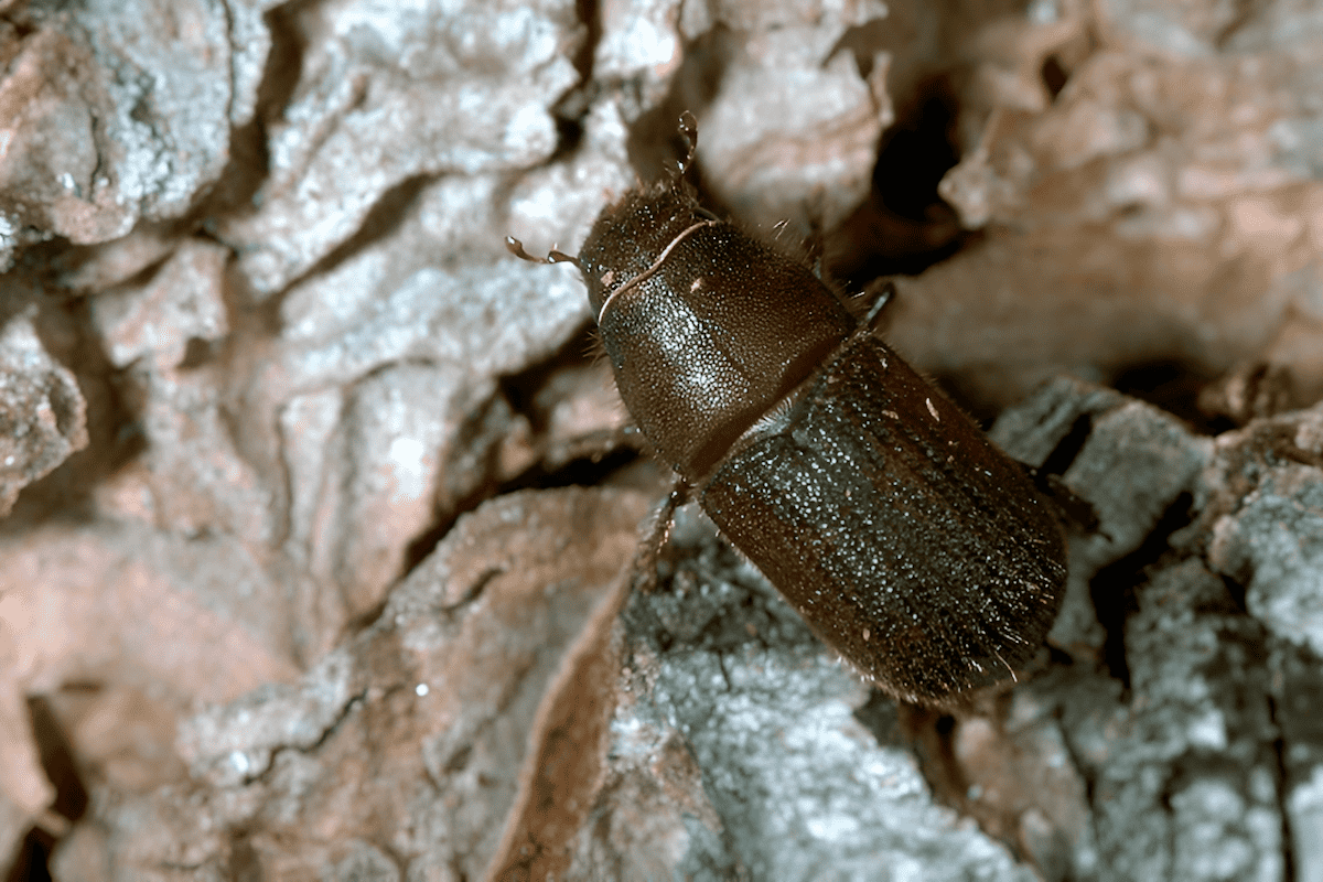pine bark beetles boring through protective outer bark to lay their eggs