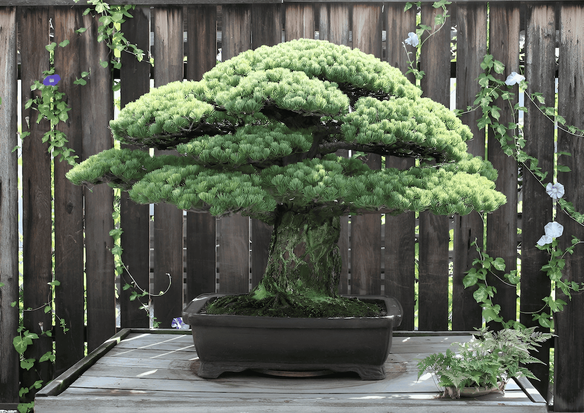 Pine bonsai tree