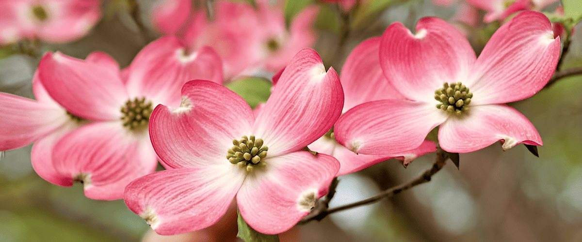 vibrant pink blossoms of a flowering dogwood tree