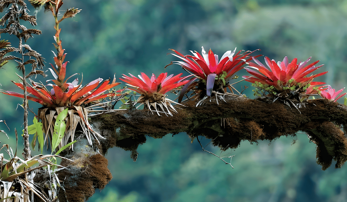 plants and epiphytes growing on a forest branch