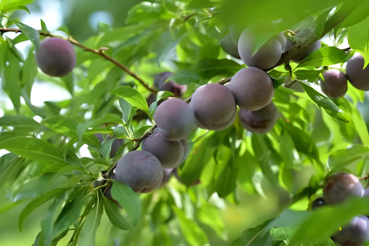 plum trees with ripe fruit hanging on branches