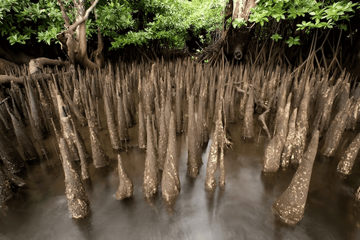 mangrove roots that breathe air above water