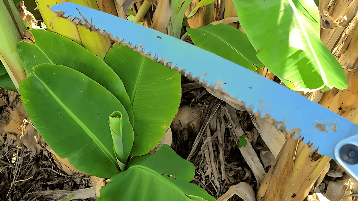 Pruning banana plants by removing dead or diseased leaves