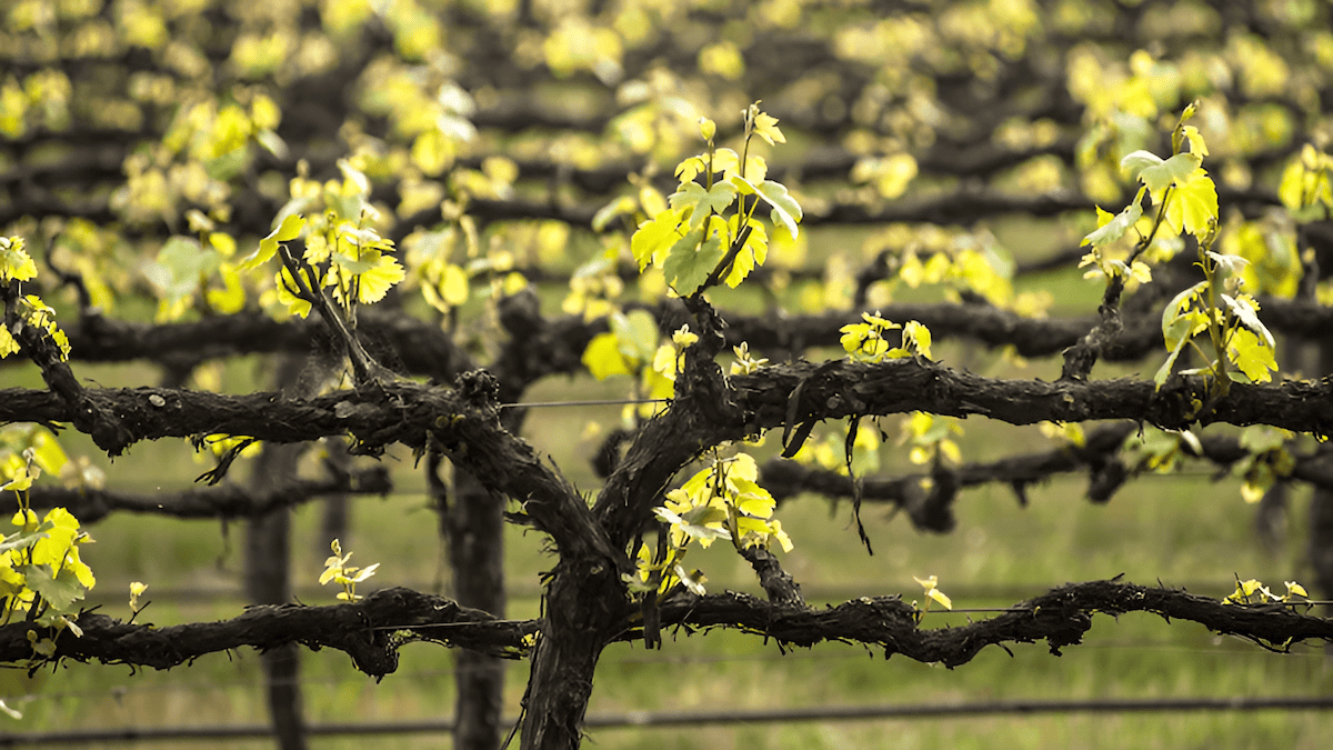 spring pruning of grape vines to balance vegetative growth and fruit production