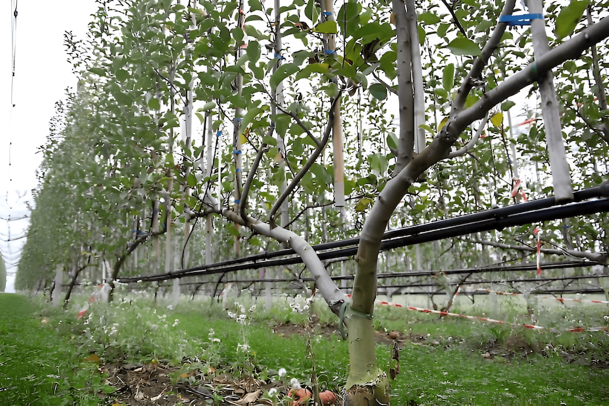 fruit tree with several leader branches growing from the main trunk before pruning