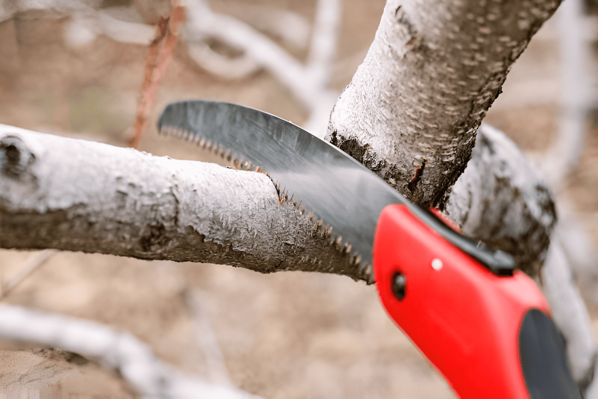 pruning saw being used to cut a large tree branch cleanly