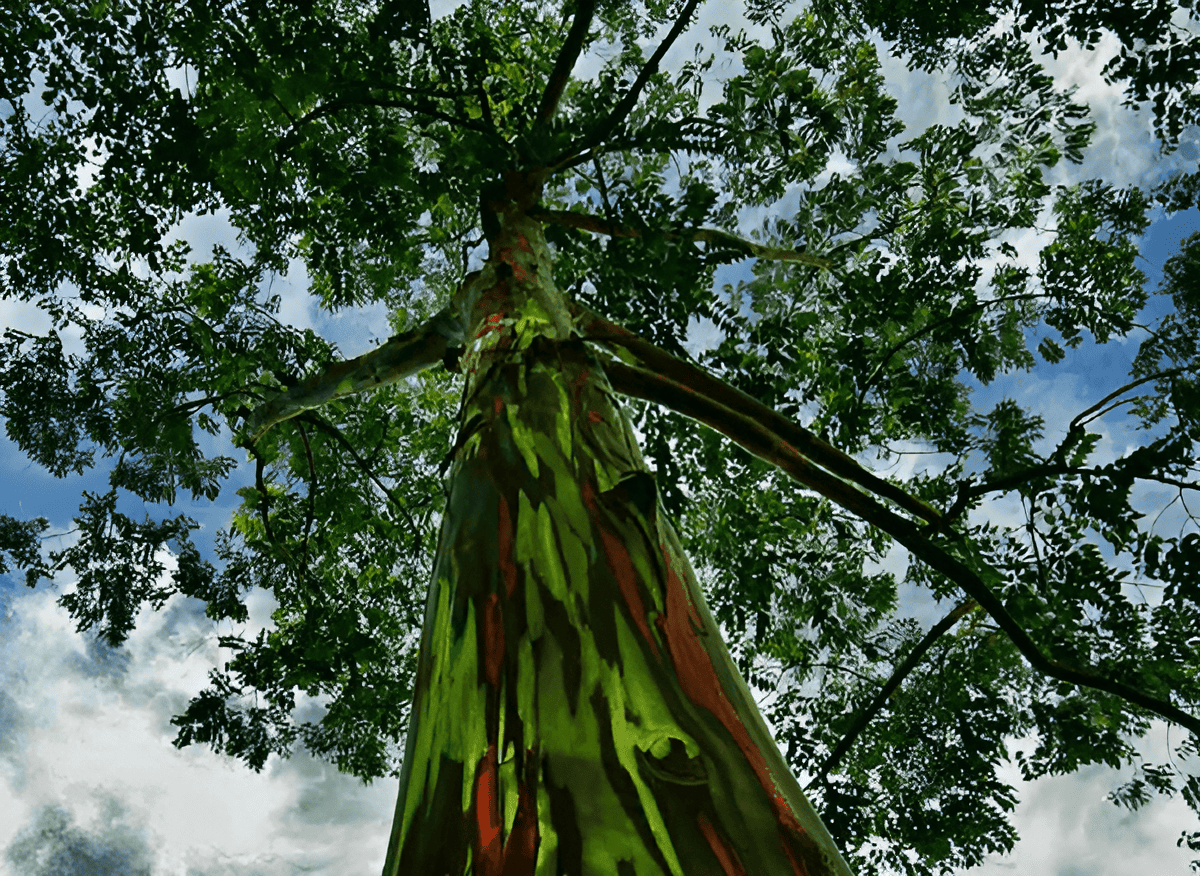 eucalyptus rainbow tree