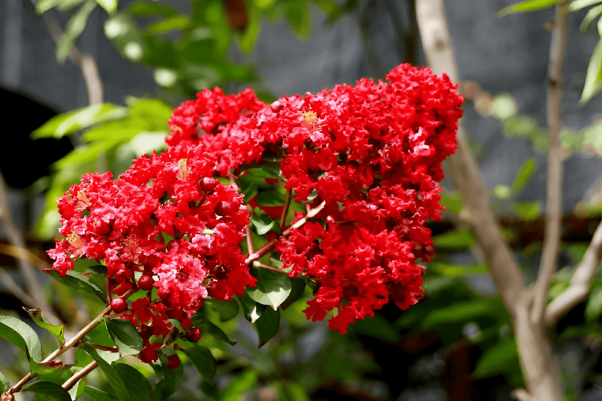 red myrtle shrub with red stems and white flowers