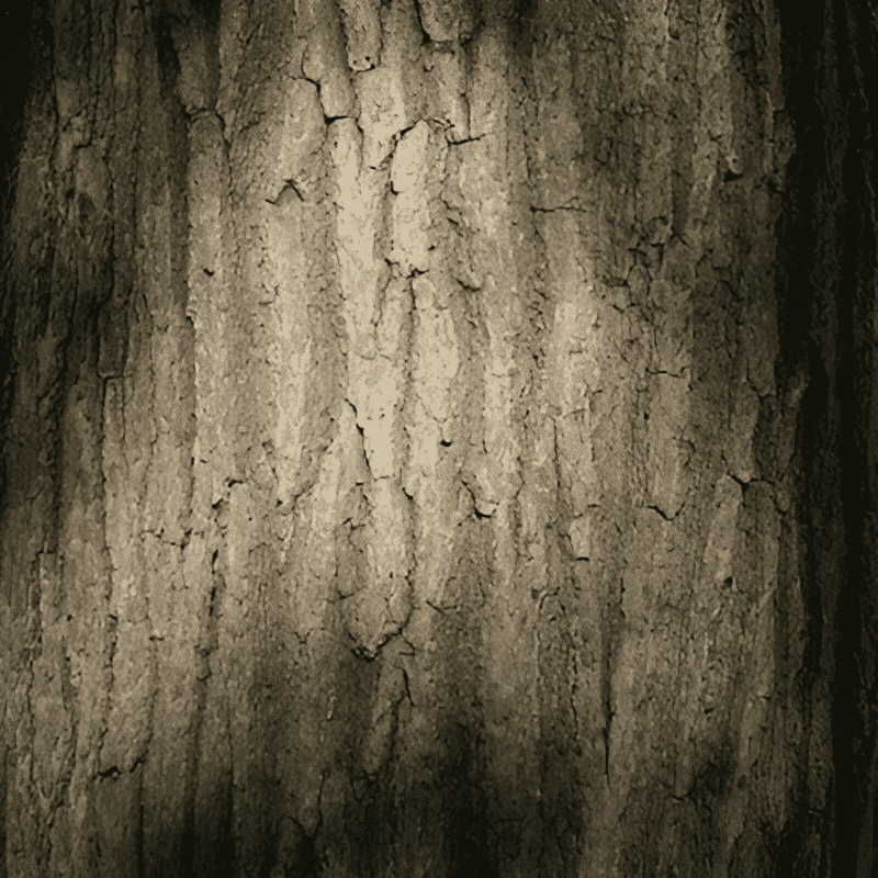 the bark of a red oak tree