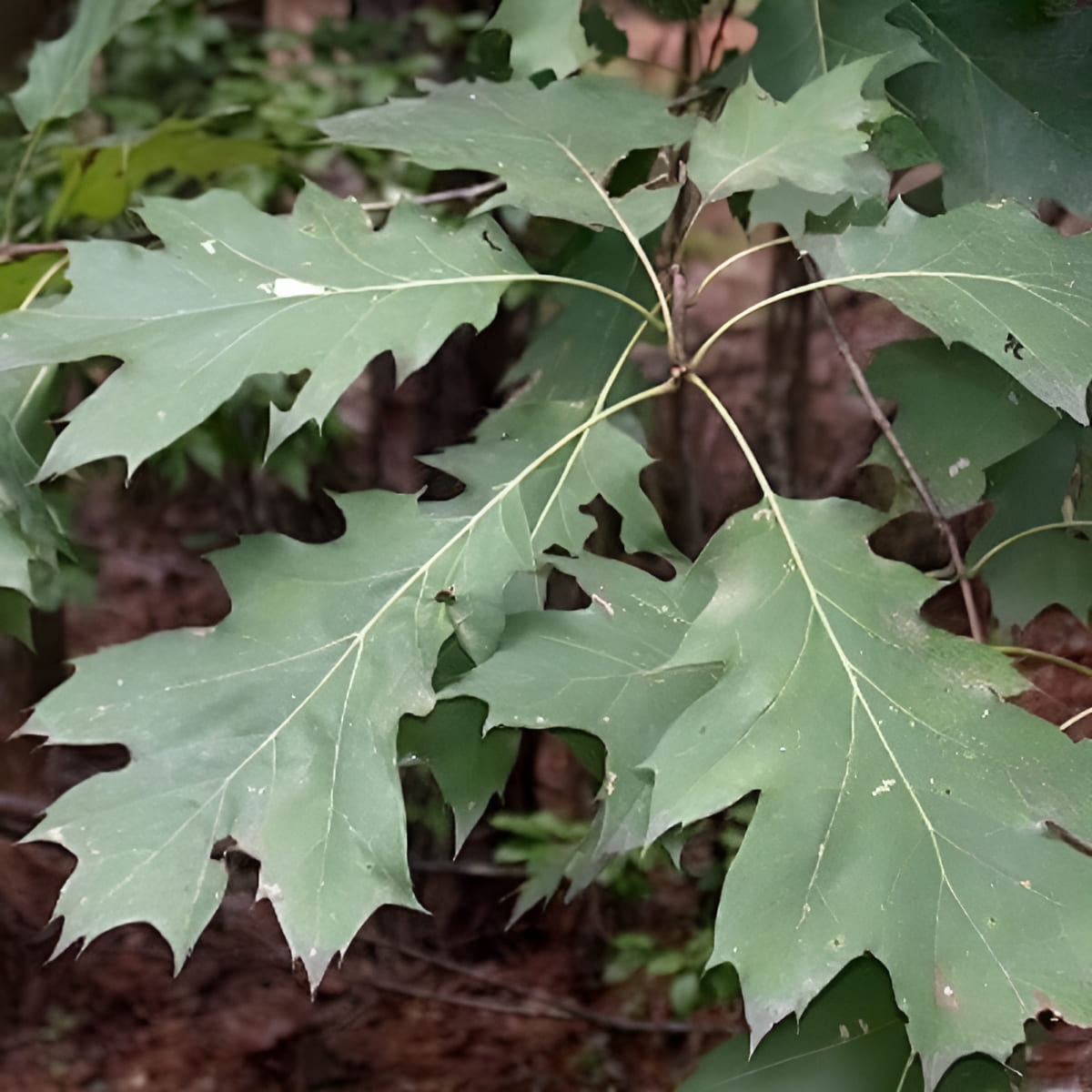 red oak tree bark and leaf identification