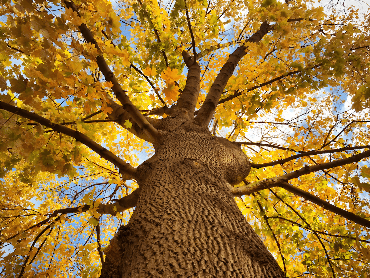 red oak acorn, leaf, bark, trunk, branches