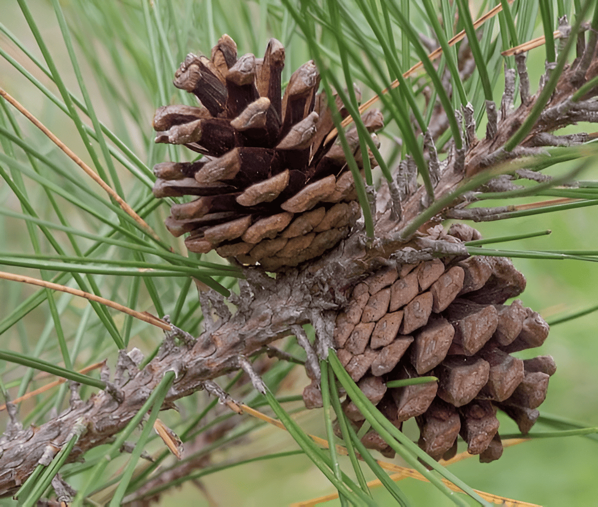 mature red pine cones with paired needles on a branch