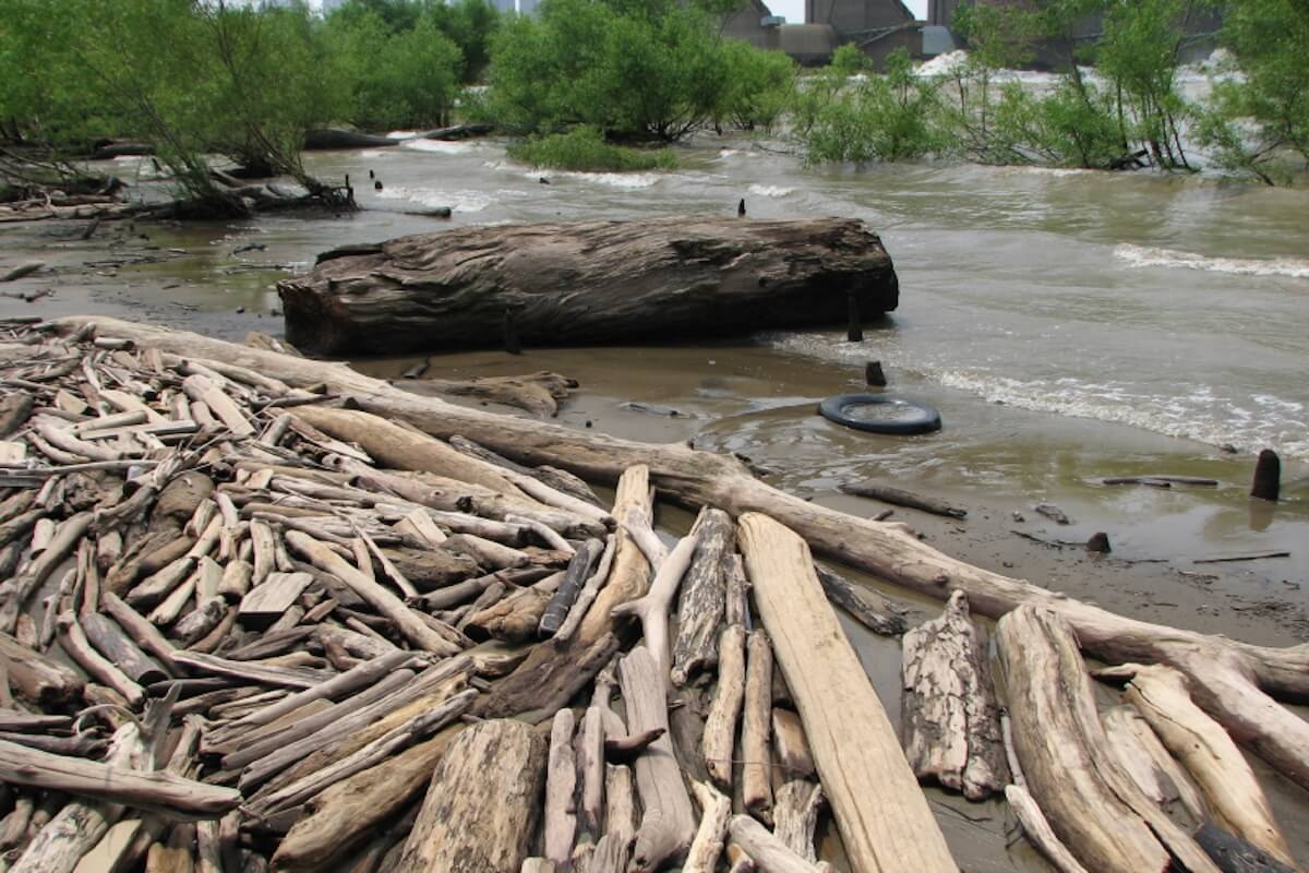 Riverbank driftwood along a freshwater river showing natural wood shapes formed by current and erosion