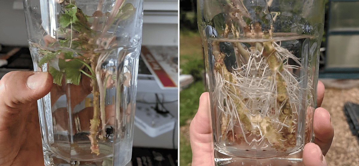 root cuttings immersed in a rooting hormone solution to promote root growth