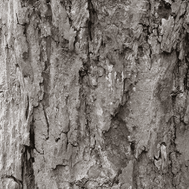 bark of a rosewood tree