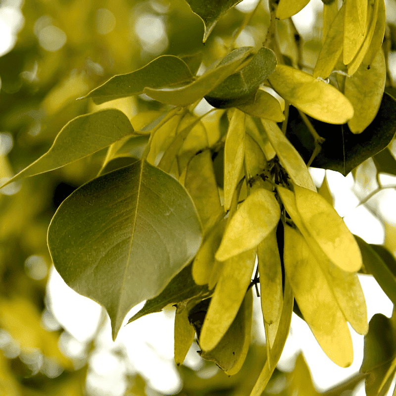 rosewood tree identification