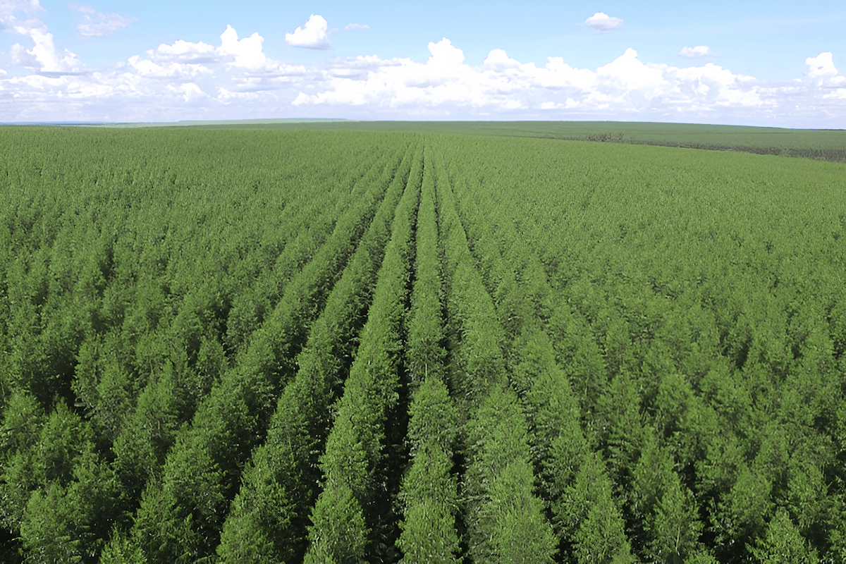 traditional rowed tree plantation showing monoculture forestry design and uniform planting rows