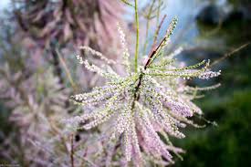 Saltcedar (tamarisk) shrubs and small trees forming a dense stand along a Kansas waterway