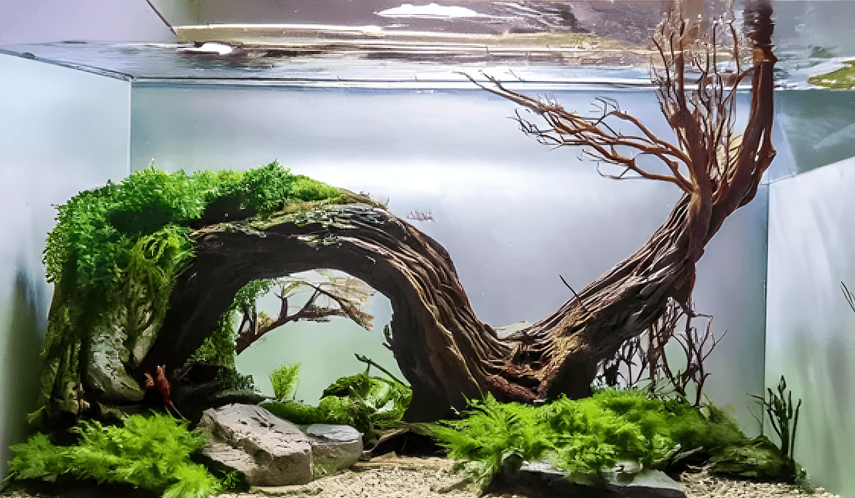 Saltwater aquarium with driftwood structure, marine fish, and blue accent lighting