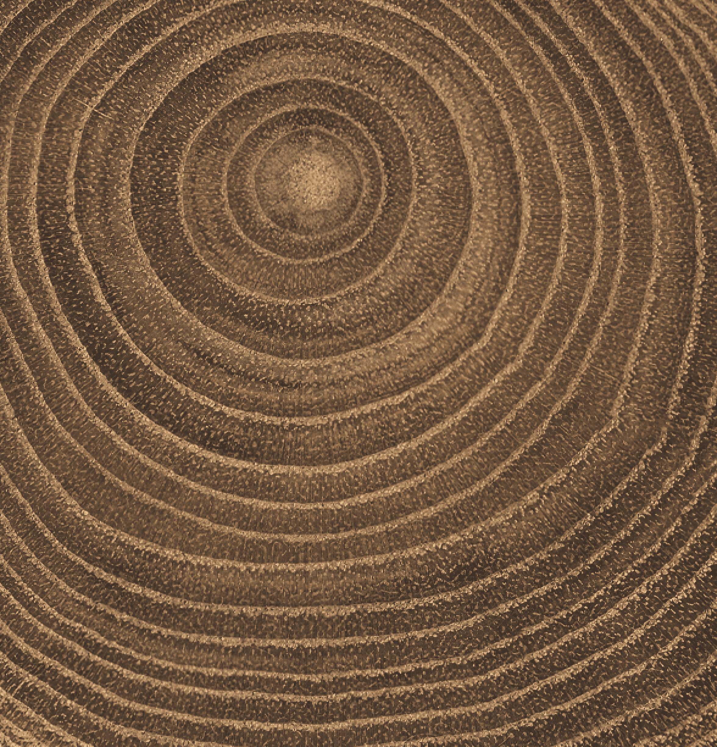 heartwood of a sandalwood tree cut for essential oil