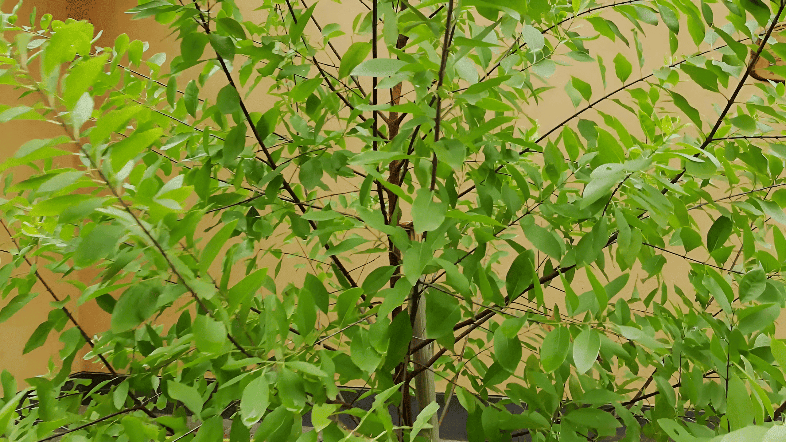 sandalwood tree in a plantation setting
