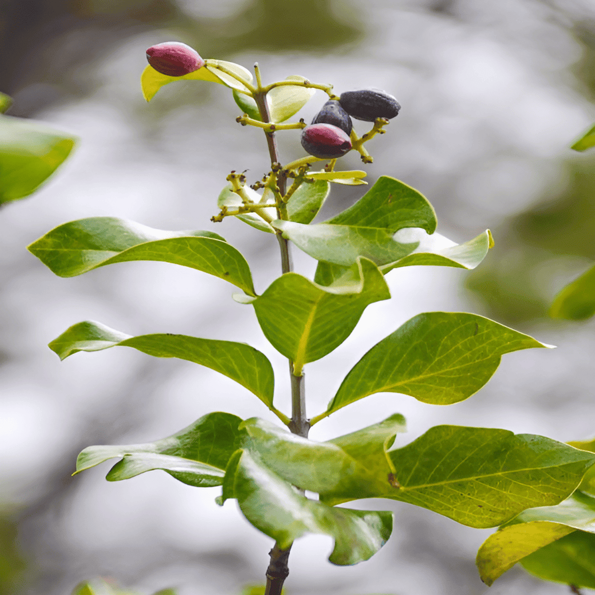 Indian sandalwood tree and foliage
