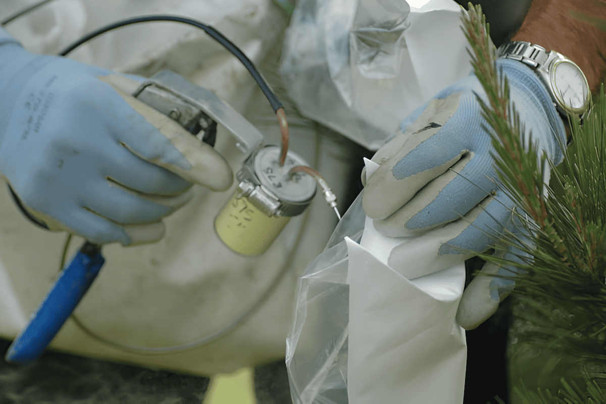 scientists using modern breeding techniques to improve trees