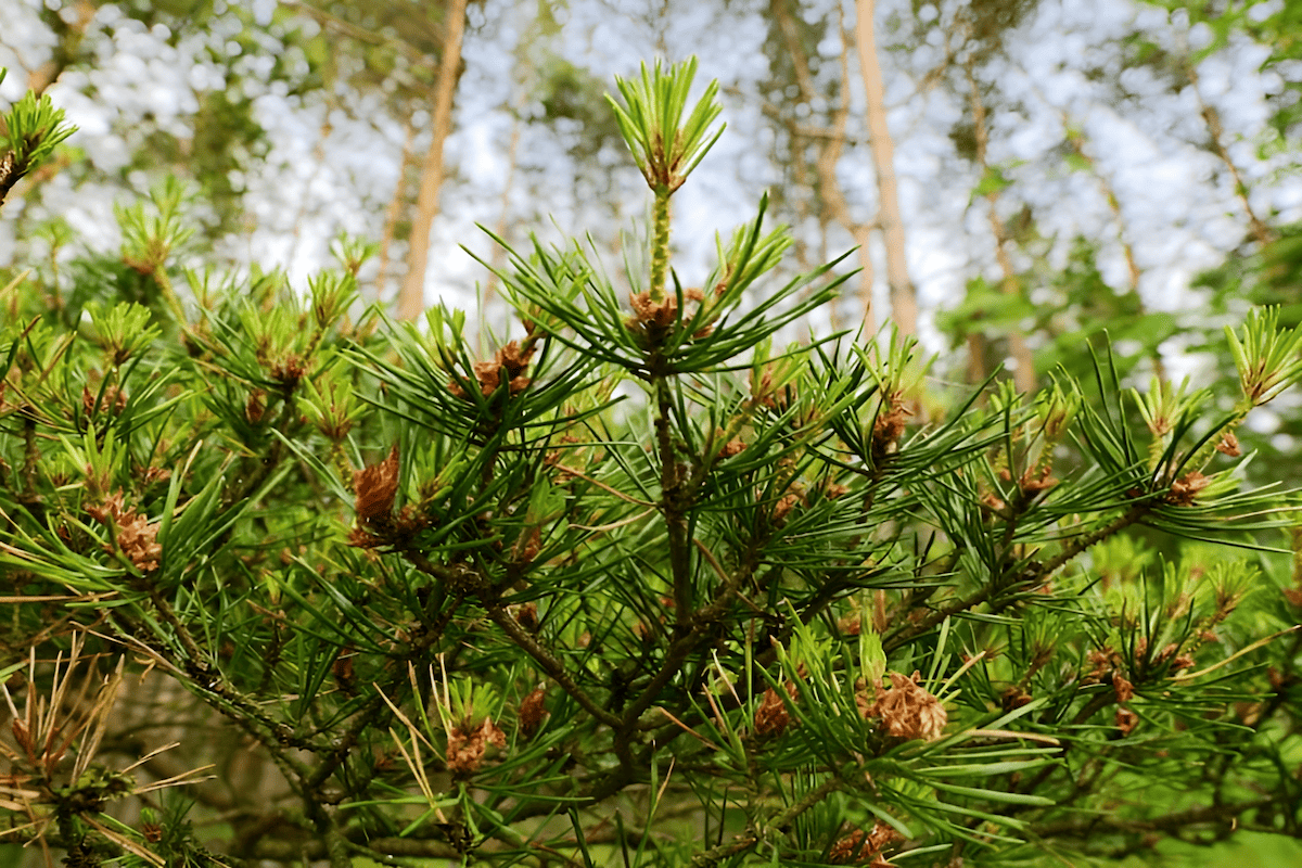 Scots pine forests that grow in northern Turkey
