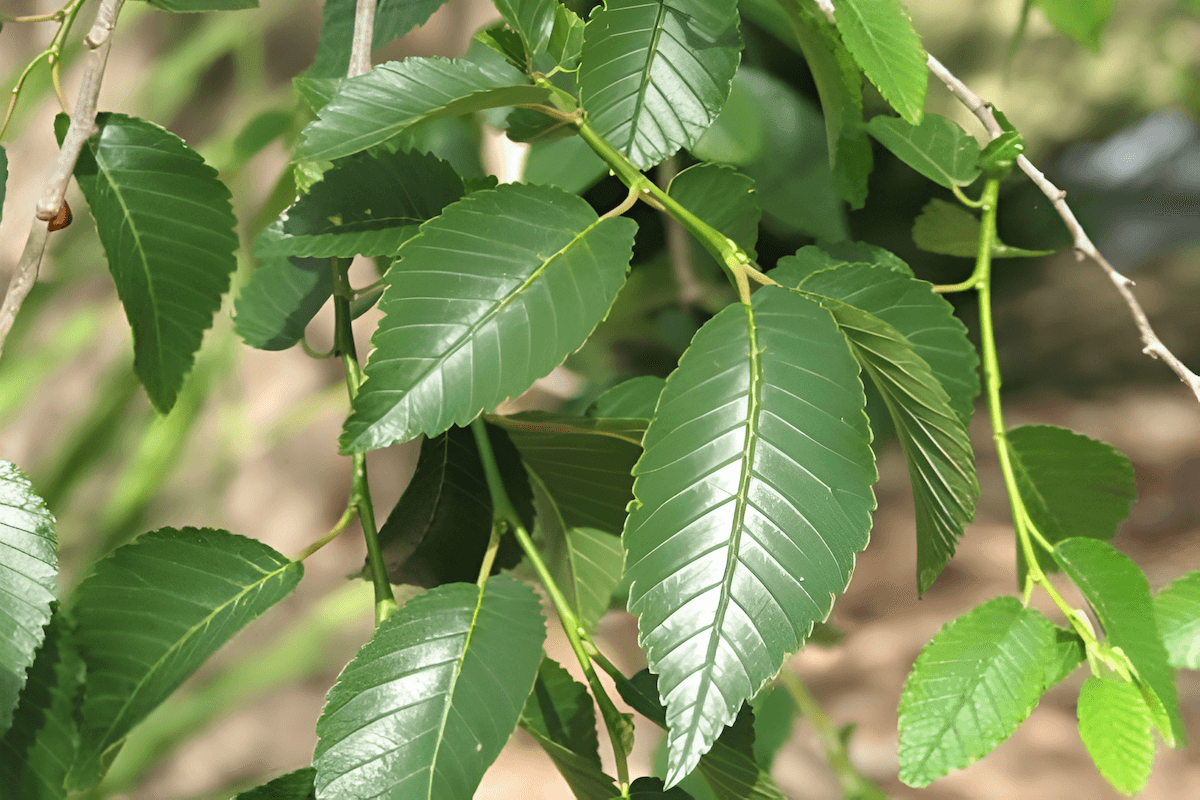 Siberian elm leaves (Ulmus pumila) showing glossy, serrated leaf margins