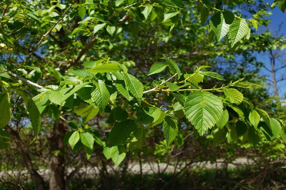 Siberian elm leaves and twigs (Ulmus pumila) commonly found along Iowa windbreaks and drainage ditches