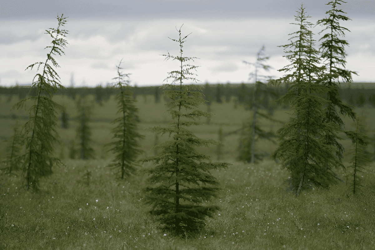 Siberian larch, a boreal forest tree adapted to grow in the subarctic