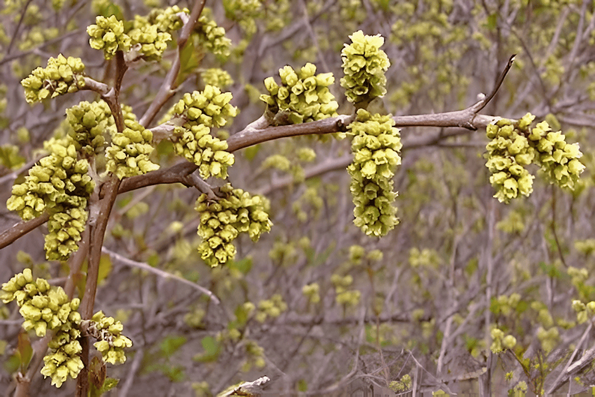skunkbush sumac shrub with red berries and fall color
