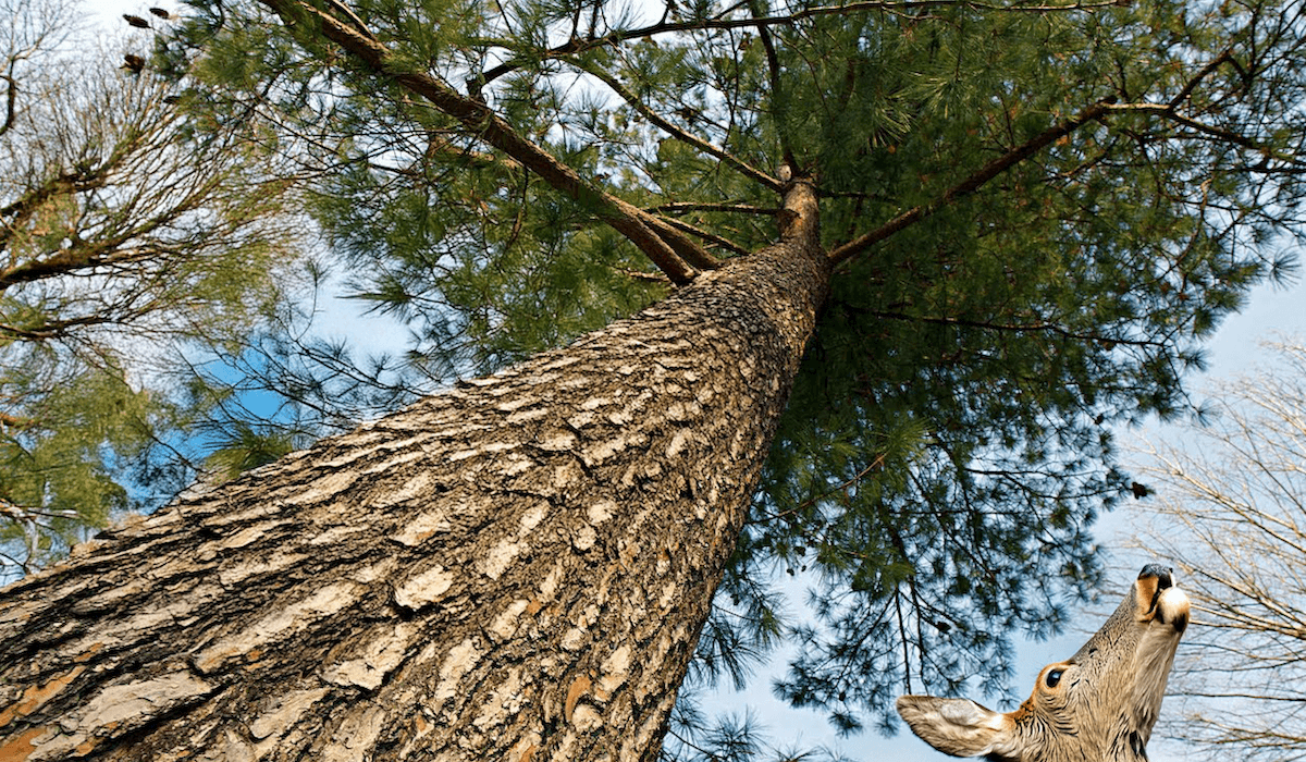 Softwood pine tree in the forest