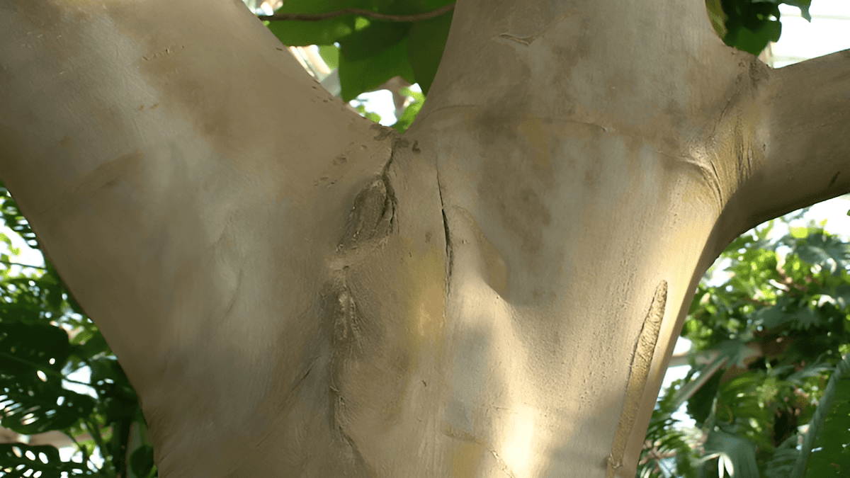 smooth and flaky bark of a softwood tree species
