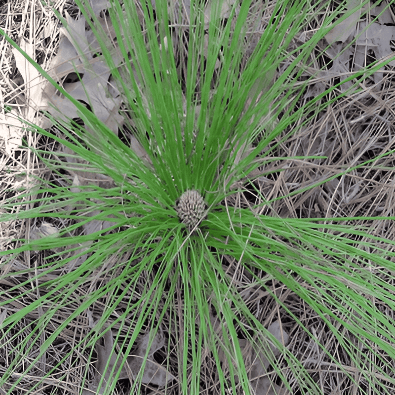 softwood tree seedling one year after transplant