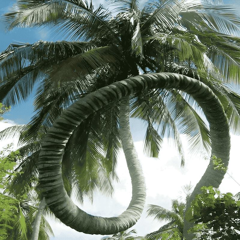 palm shaped like a spiral