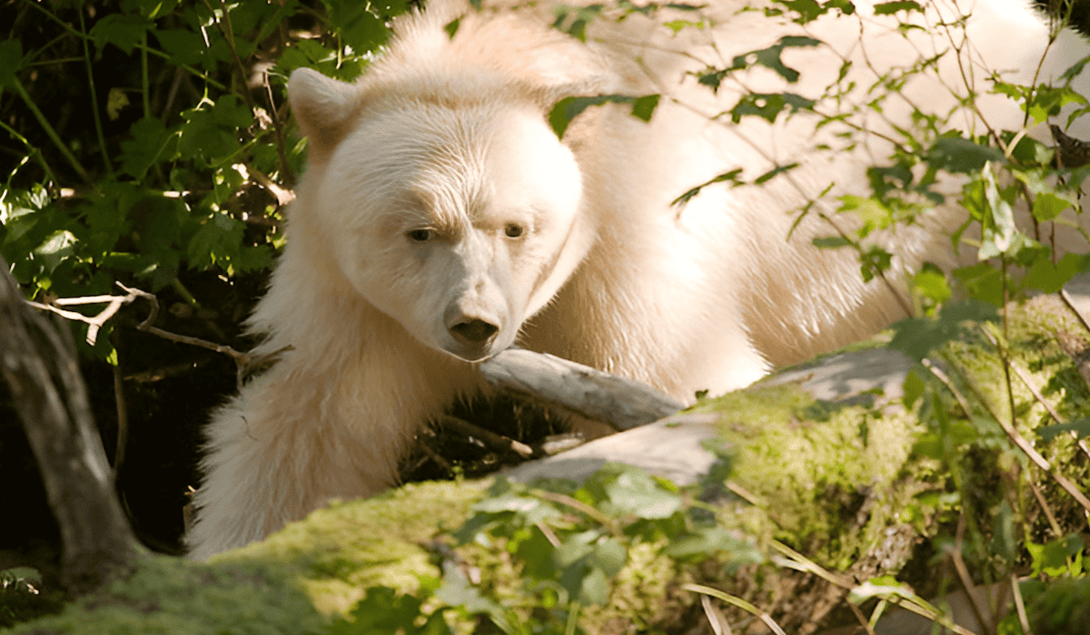 white spirit bear standing in a mossy forest