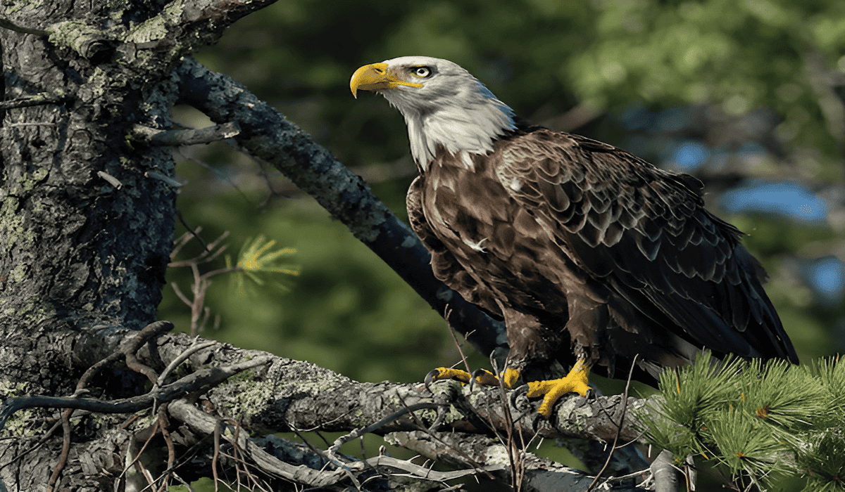 spirit eagle soaring above an ancient forest